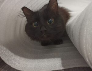 game evebiohaztech pc