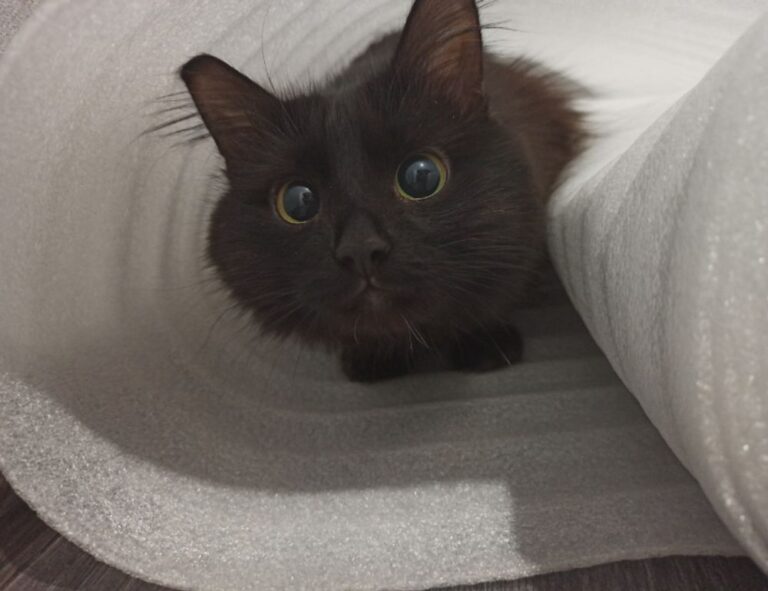 game evebiohaztech pc