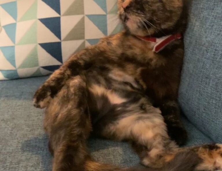 gaming vivid2201 patches