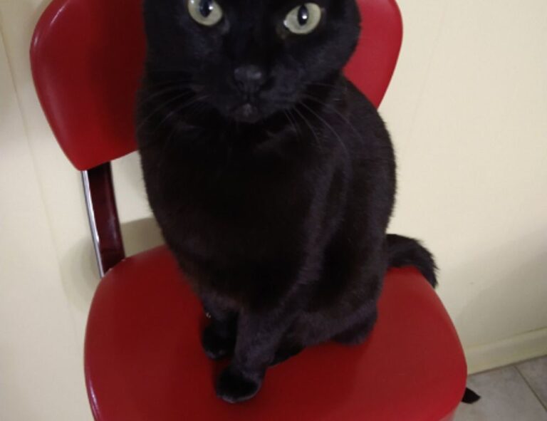 tgarchiveconsole pre-orders