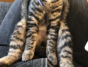 tgarchiveconsole updates by thegamearchives