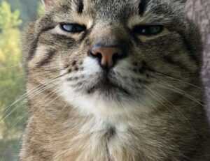 tgarchiveconsole upgrades