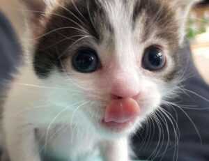 ustudiobytes release version