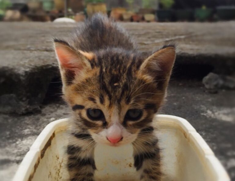 hearthssconsole upgrades by hearthstats