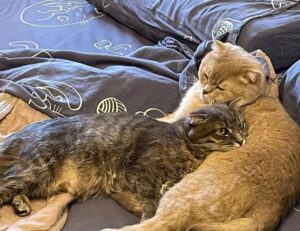 installation hearthssconsole