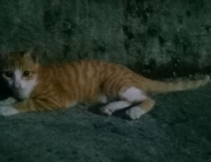 set up hearthssconsole