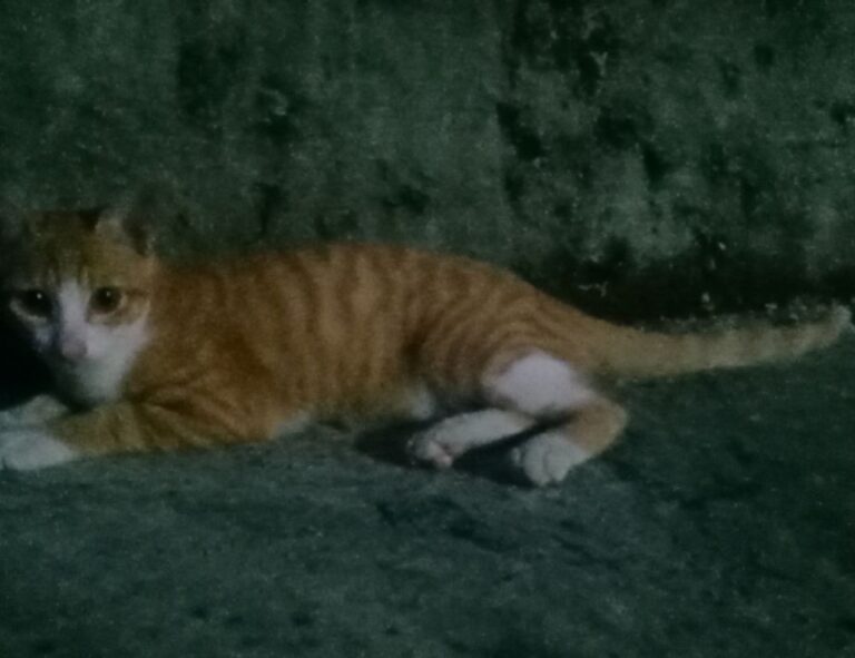 set up hearthssconsole