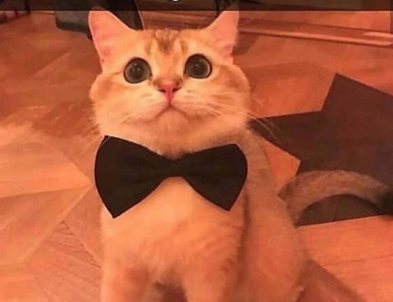 updates hearthssconsole